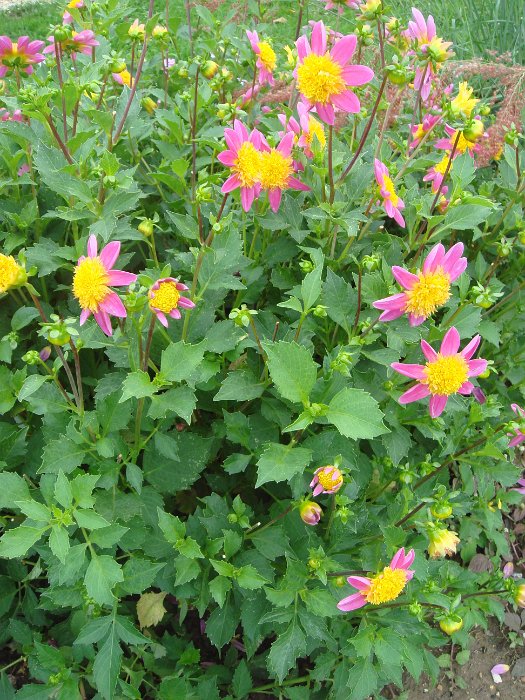Dahlia x 'Funambule'